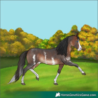 Horse Color:Bay Sabino Splash 