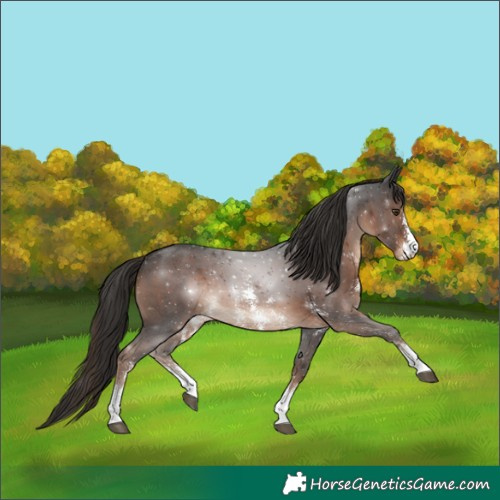 Horse Color:Liver Chestnut Sabino Rabicano 