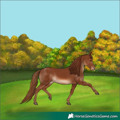 Horse Color:Chestnut 