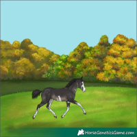Horse Color:White Spotted Smoky Black
