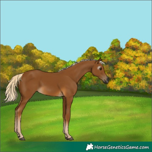Horse Color:Gray Palomino 