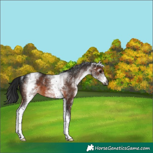 Horse Color:Gray White Spotted Bay 