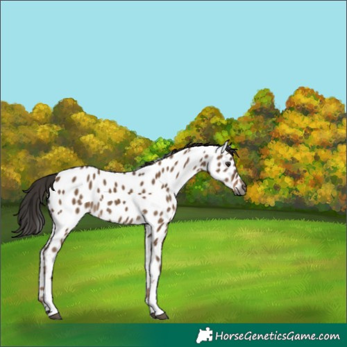 Horse Color:Gray Liver Red Dun Tobiano Near Leopard Rabicano 