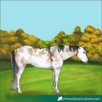 Horse Color:Gray White Spotted Bay Dun Splash 
