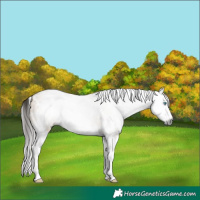 Horse Color:Gray White Spotted Bay Dun Splash
