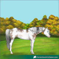 Horse Color:White Spotted Brown Dun Splash Frame Rabicano