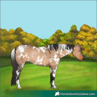 Horse Color:White Spotted Bay Dun Rabicano