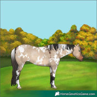 Horse Color:White Spotted Bay Dun Rabicano