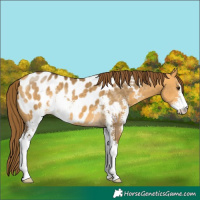 Horse Color:Buckskin Dun Sabino Near Leopard 