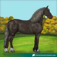 Horse Color:Liver Chestnut Mushroom 