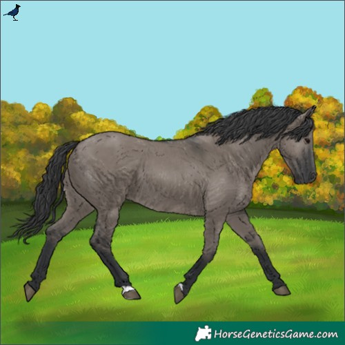 Horse Color:Grullo