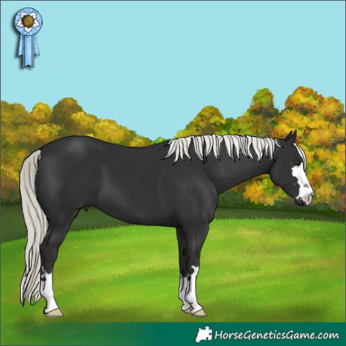 Horse Color:Liver Chestnut Mushroom 