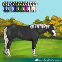 Horse Color:Liver Chestnut Mushroom