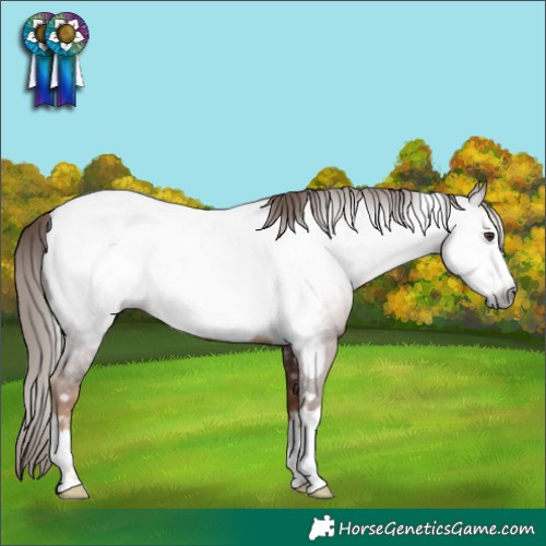 Horse Color:Gray Chestnut Frame Appaloosa 
