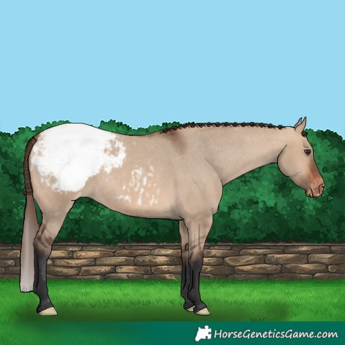 Horse Color:Bay Dun Appaloosa 
