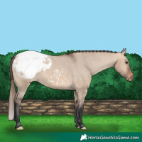 Horse Color:Bay Dun Appaloosa