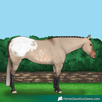 Horse Color:Bay Dun Appaloosa 