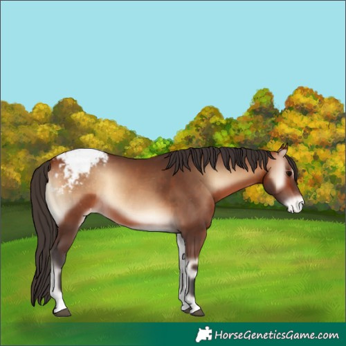 Horse Color:Bay Onyx Appaloosa Rabicano 