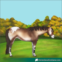 Horse Color:Bay Onyx Appaloosa Rabicano