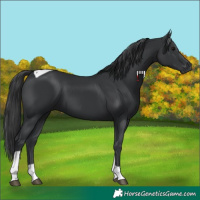 Horse Color:Black Tobiano