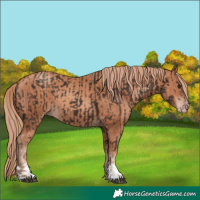 Horse Color:Liver Chestnut and Gold Champagne