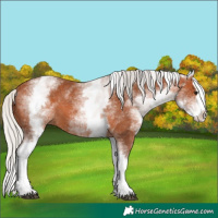 Horse Color:White Spotted Silver Bay Splash 