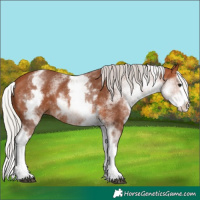 Horse Color:White Spotted Silver Bay Splash