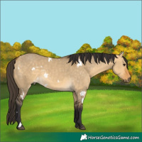 Horse Color:White Spotted Buckskin Dun 