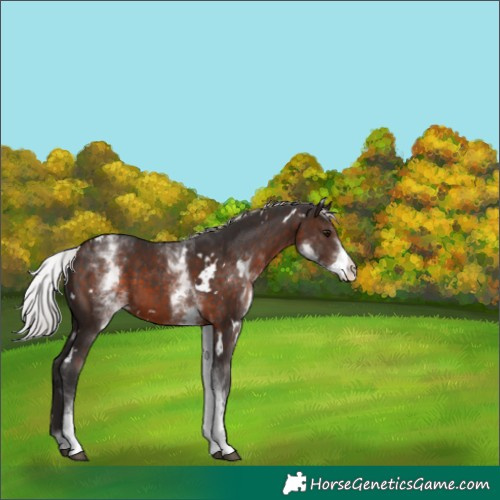 Horse Color:White Spotted Silver Brown 