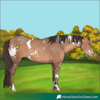 Horse Color:White Spotted Amber Champagne 