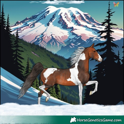 Horse Color:Bay Tobiano Rabicano 