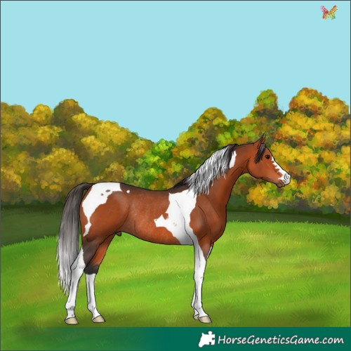 Horse Color:Bay Tobiano Rabicano 