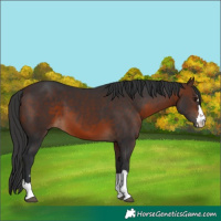 Horse Color:Brown 