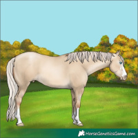Horse Color:Gray Silver Amber Cream Champagne Pearl Dun 