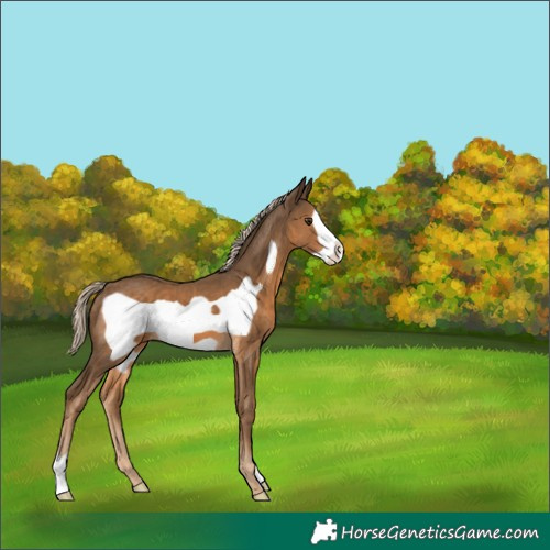 Horse Color:Chocolate Palomino Frame 