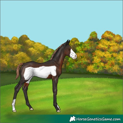 Horse Color:Liver Chestnut Frame 