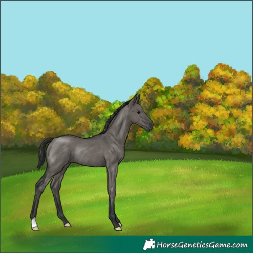 Horse Color:Grullo Rabicano 