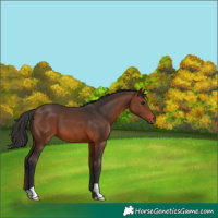 Horse Color:Brown 