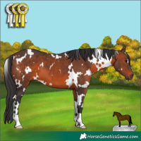 Horse Color:White Spotted Brown