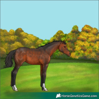 Horse Color:Brown 