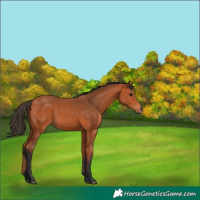 Horse Color:Bay 
