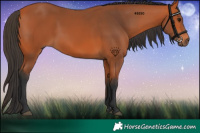 Horse Color:Bay 