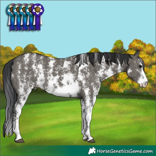 Horse Color:Grullo Sabino Rabicano 
