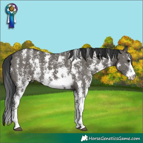 Horse Color:Grullo Sabino Rabicano 