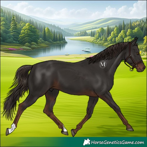 Horse Color:Liver Chestnut 