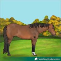 Horse Color:Bay 