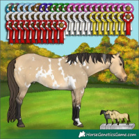 Horse Color:White Spotted Buckskin Dun