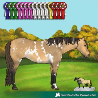 Horse Color:White Spotted Buckskin Dun