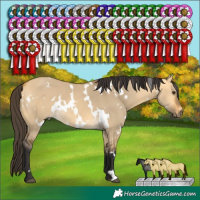 Horse Color:White Spotted Buckskin Dun 