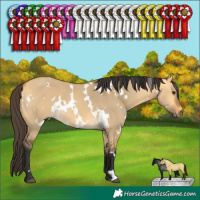 Horse Color:White Spotted Buckskin Dun 